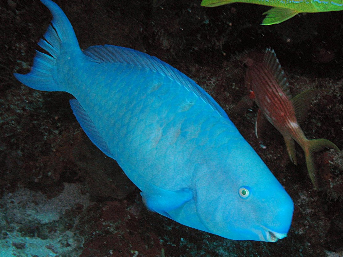 Blue Parrotfish